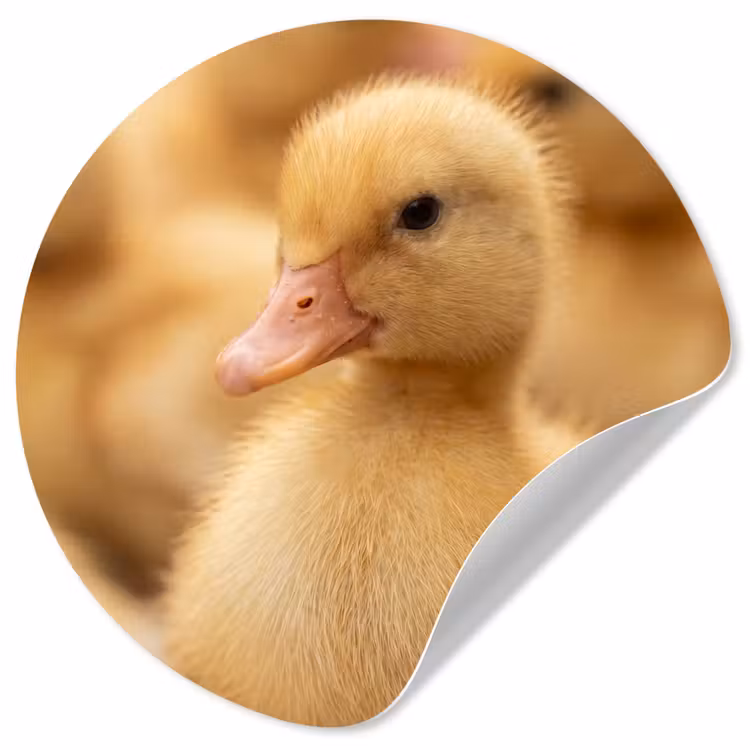 Pijltje - Eend - Natuur - Geel Wandcirkel behangsticker klein -3d