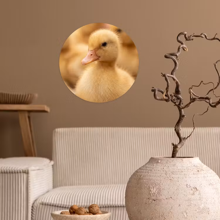 Pijltje - Eend - Natuur - Geel Wandcirkel behangsticker klein -sfeer1