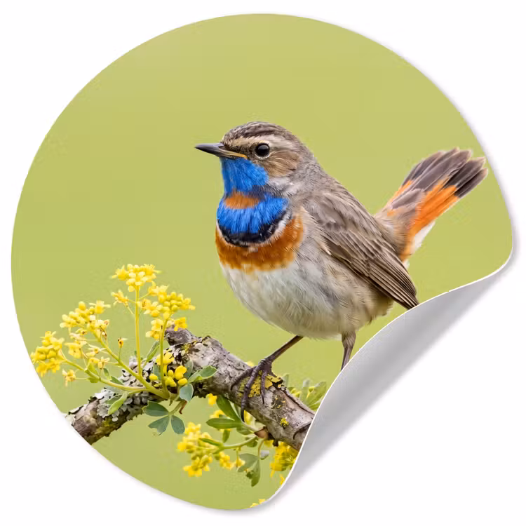 Vogel - Tak - Natuur - Kleurrijk Wandcirkel behangsticker klein -3d