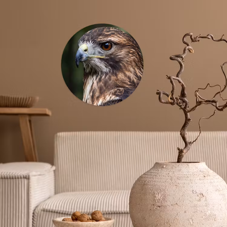 Buizerd - Roofvogel - Natuur - Bruin Wandcirkel behangsticker klein -sfeer1