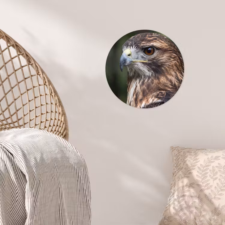 Buizerd - Roofvogel - Natuur - Bruin Wandcirkel behangsticker klein -sfeer4
