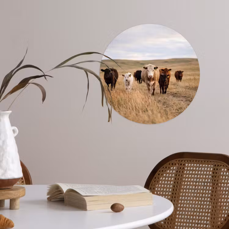 Runderen - Kudde - Landschap - Weide - Rustig Wandcirkel behangsticker klein -sfeer3