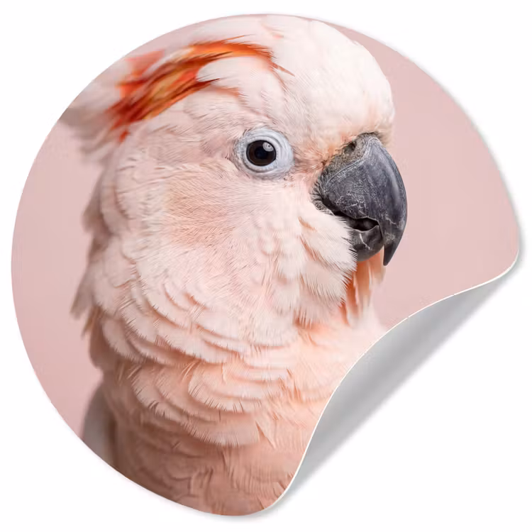 Kaketoe - Portret - Roze Wandcirkel behangsticker klein -3d