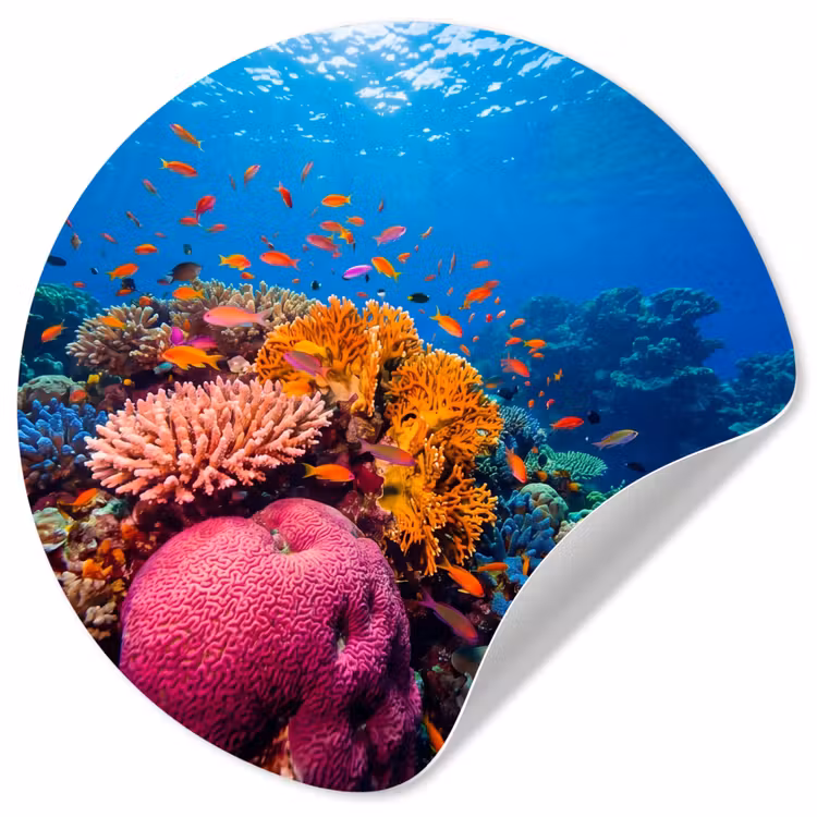 Koraal - Vissen - Oceaan - Natuur - Kleurrijk Wandcirkel behangsticker klein -3d