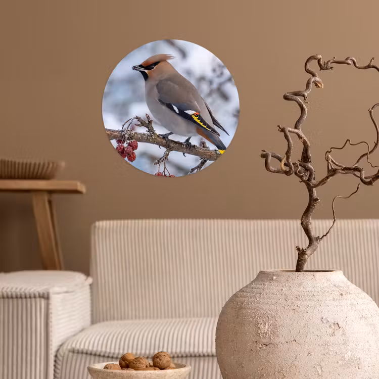 Pestvogel - Bessen - Winter - Natuur Wandcirkel behangsticker klein -sfeer1