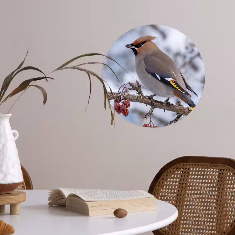 Pestvogel - Bessen - Winter - Natuur Wandcirkel behangsticker klein -sfeer3