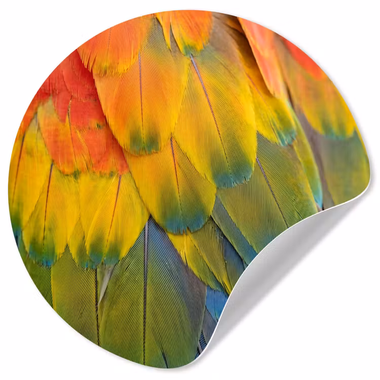 Veren - Ara - Kleurrijk Wandcirkel behangsticker klein -3d