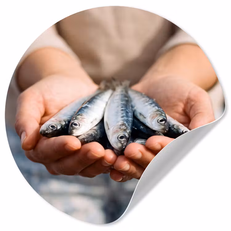 Wallpaper Circle - Fish - Hands - Nature - Vis - Handen - Natuur Wandcirkel behangsticker klein