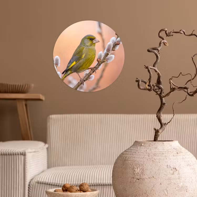 Groenling - Katjes - Lente - Natuur - Zacht Wandcirkel behangsticker klein -sfeer1
