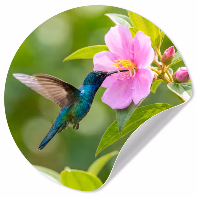 Kolibrie - Bloem - Natuur - Groen Wandcirkel behangsticker klein -3d