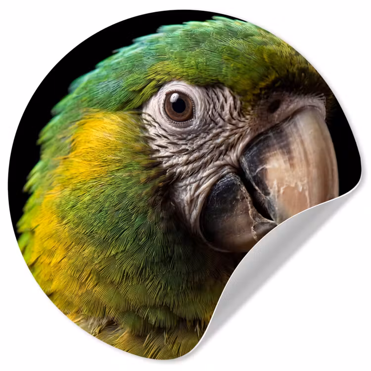 Ara - Portret - Groen Wandcirkel behangsticker klein -3d