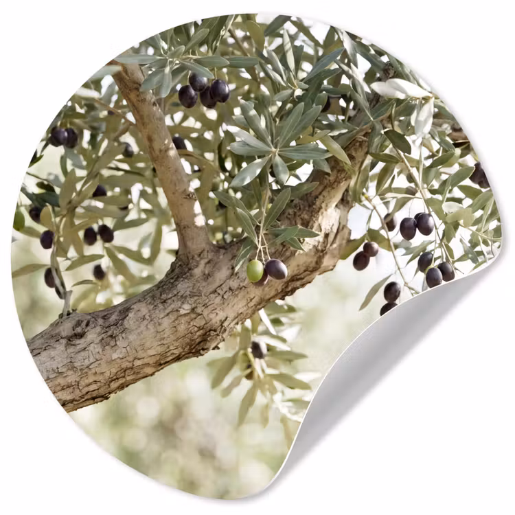 Wallpaper Circle - Olive tree - branch - green - Olijfboom - tak - groen Wandcirkel behangsticker klein