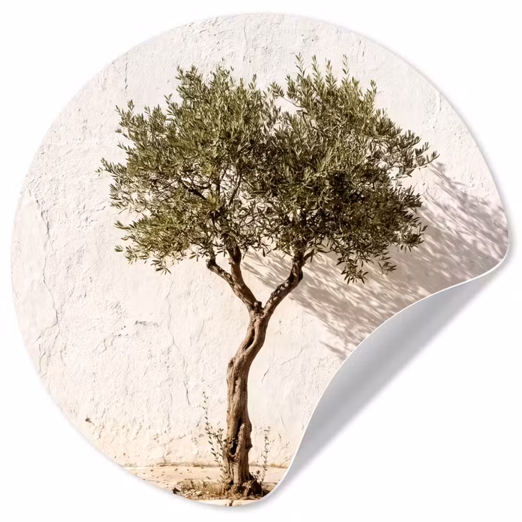 Wallpaper Circle - Olive Tree - Wall - White - Olijfboom - muur - wit Wandcirkel behangsticker klein