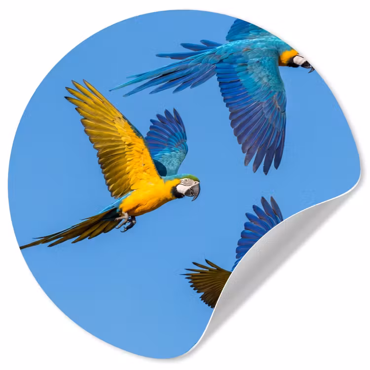 Papagaai - Vliegen - Blauw - Geel Wandcirkel behangsticker klein -3d