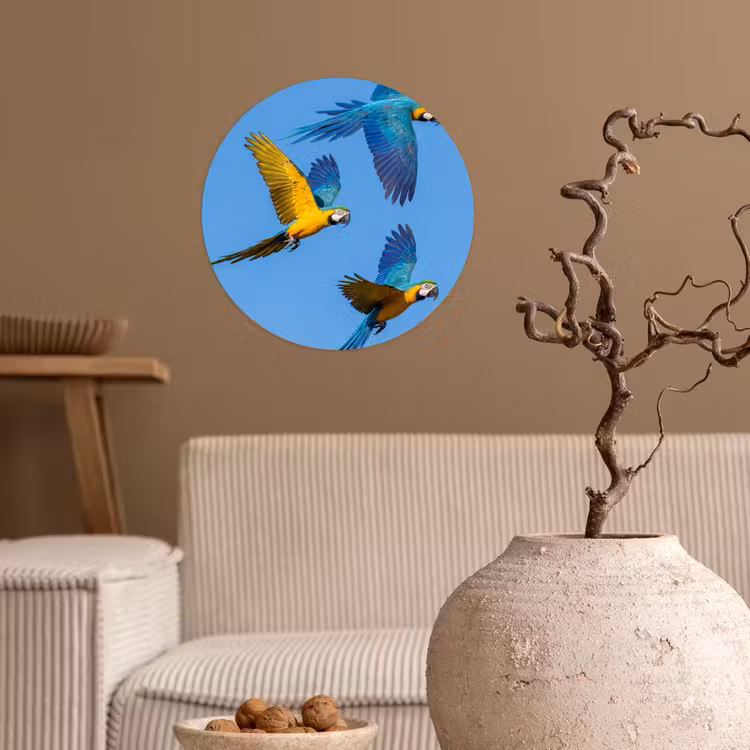 Papagaai - Vliegen - Blauw - Geel Wandcirkel behangsticker klein -sfeer1