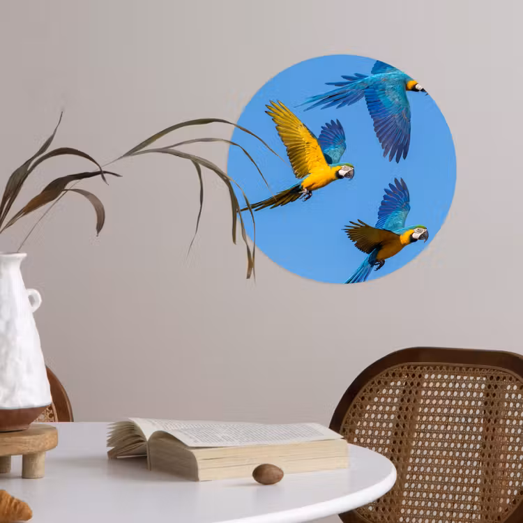 Papagaai - Vliegen - Blauw - Geel Wandcirkel behangsticker klein -sfeer3