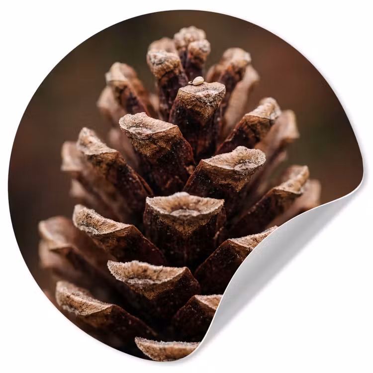 Dennenappel - Bos - Herfst - Bruin - Sfeervol Wandcirkel behangsticker klein -3d