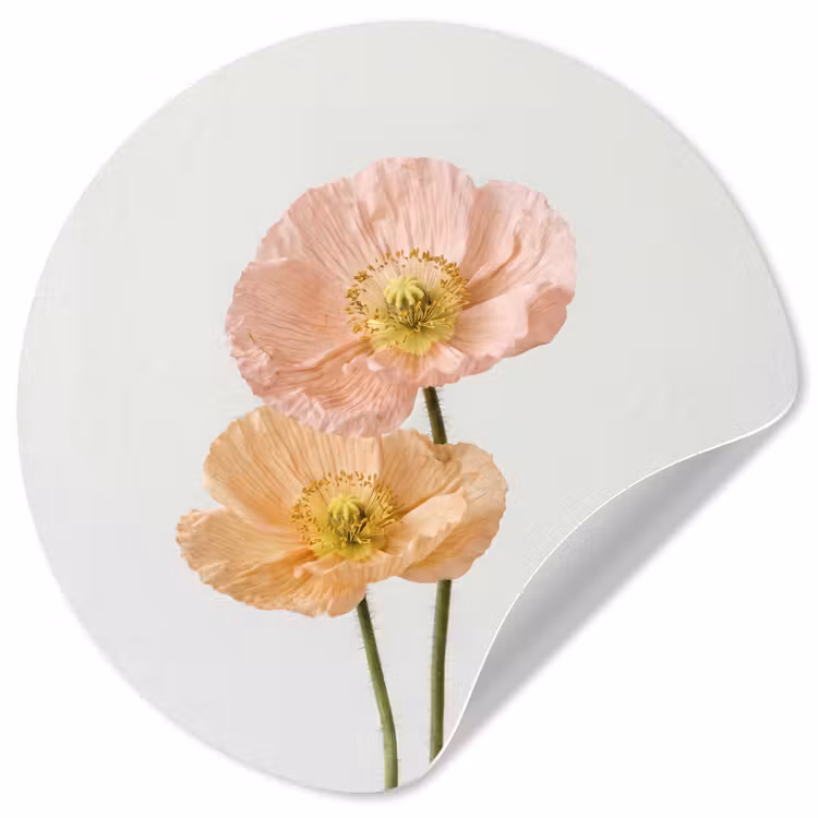 Papavers - Botanisch - Roze Wandcirkel behangsticker klein -3d