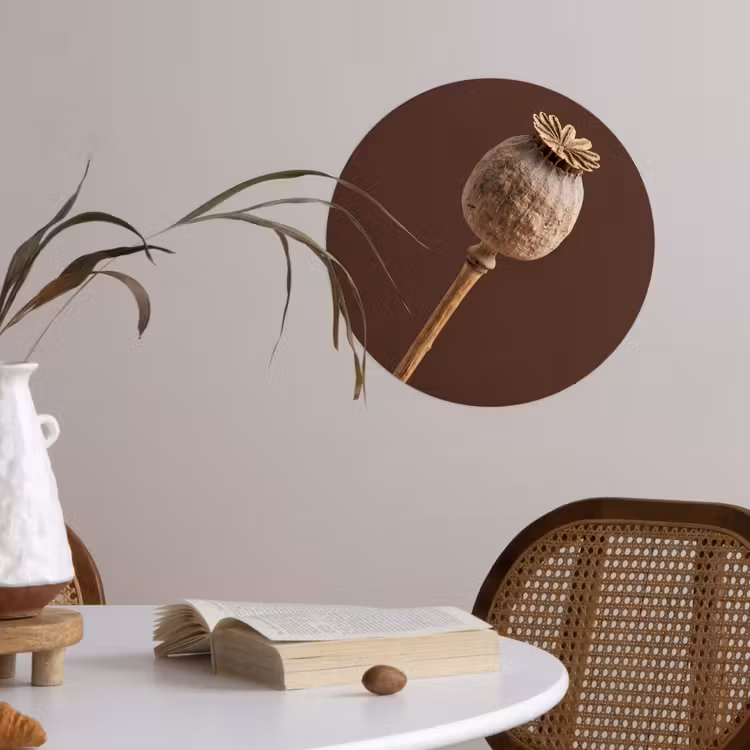 Papaverbol - Droogbloem - Bruin - Minimalistisch Wandcirkel behangsticker klein -sfeer3