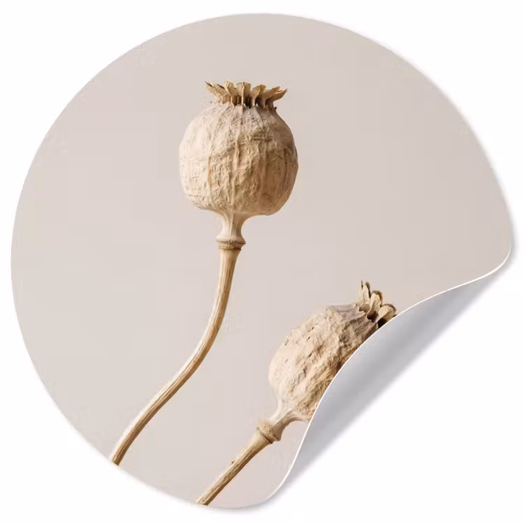Papaverbollen - Droogbloemen - Minimalistisch - Beige - Rustig Wandcirkel behangsticker klein -3d