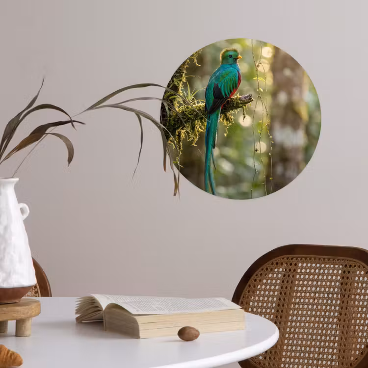 Quetzal - Jungle - Natuur - Groen Wandcirkel behangsticker klein -sfeer3