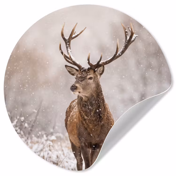 Edelhert - Bos - Sneeuw - Winter - Majestueus Wandcirkel behangsticker klein -3d