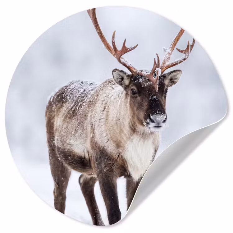 Rendier - Gewei - Toendra - Sneeuw - Wild Wandcirkel behangsticker klein -3d
