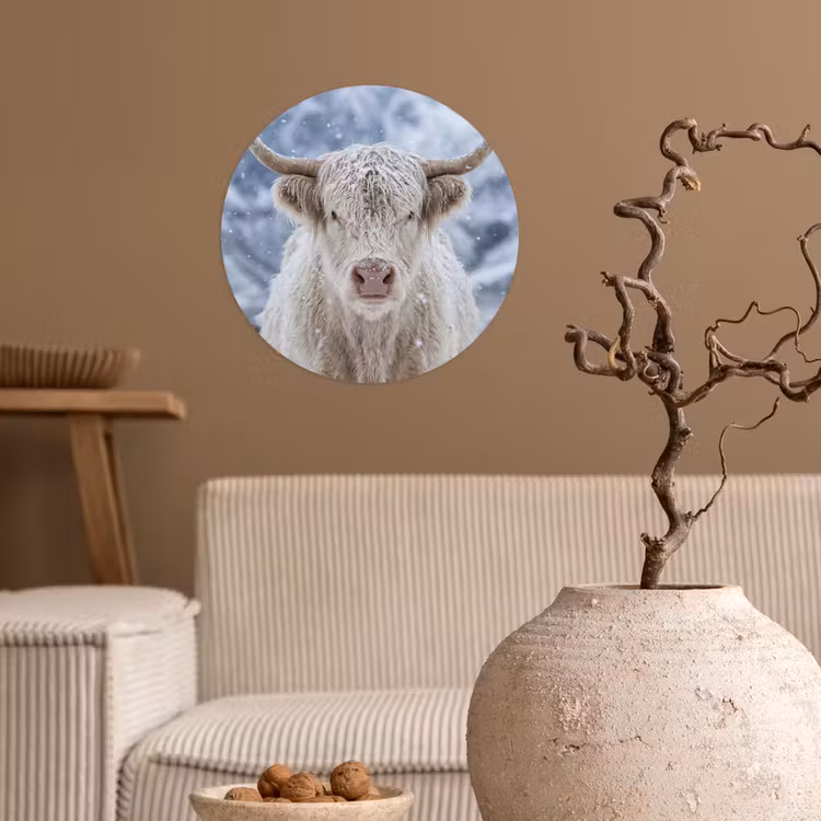 Schotse Hooglander - Sneeuw - Bergen - Winter Wandcirkel behangsticker klein -sfeer1