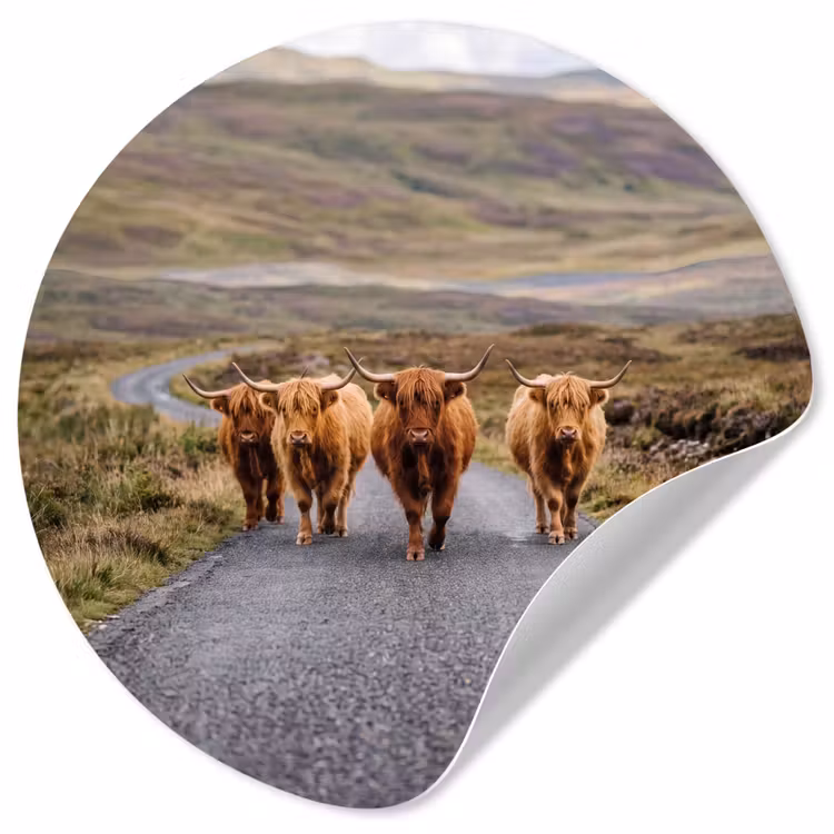Schotse Hooglanders - Weg - Landschap - Kudde Wandcirkel behangsticker klein -3d