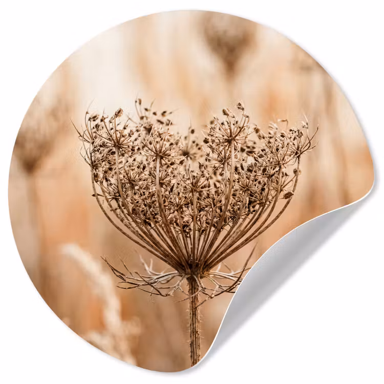 Schermbloem - Droogbloem - Winter - Beige - Minimalistisch Wandcirkel behangsticker klein -3d