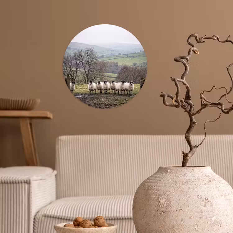 Schapen - Rij - Weide - Dieren - Platteland Wandcirkel behangsticker klein -sfeer1