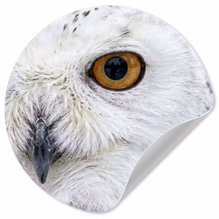 Sneeuwuil - Oog - Wildlife - Wit Wandcirkel behangsticker klein -3d