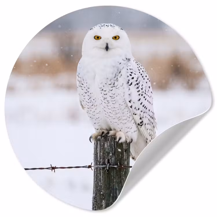 Sneeuwuil - Hek - Sneeuw - Wit Wandcirkel behangsticker klein -3d