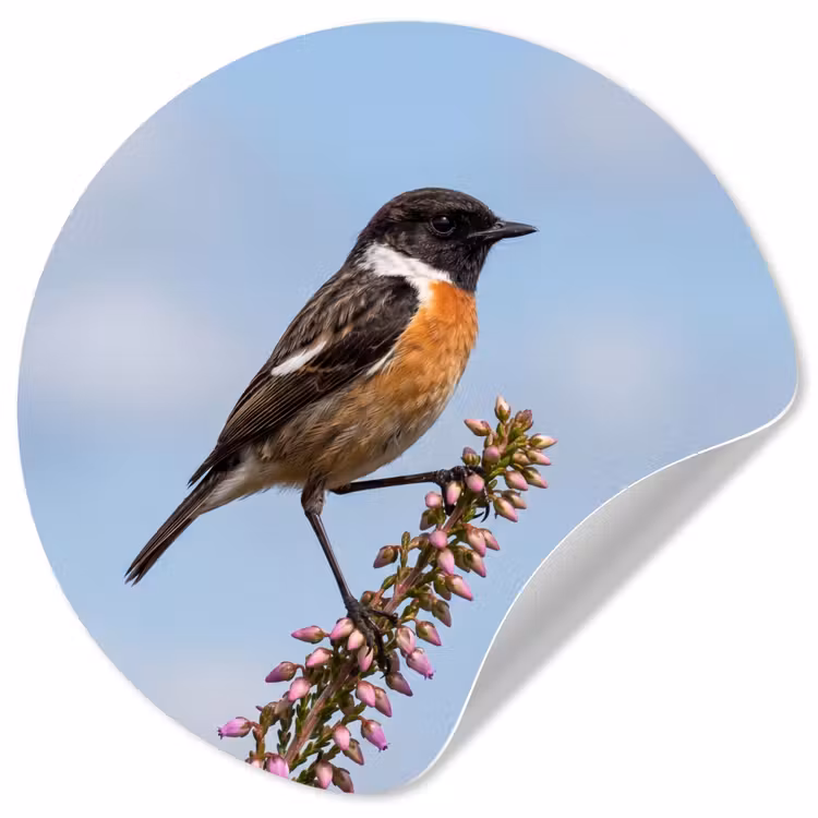 Roodborsttapuit - Heide - Paars - Natuur - Sfeervol Wandcirkel behangsticker klein -3d