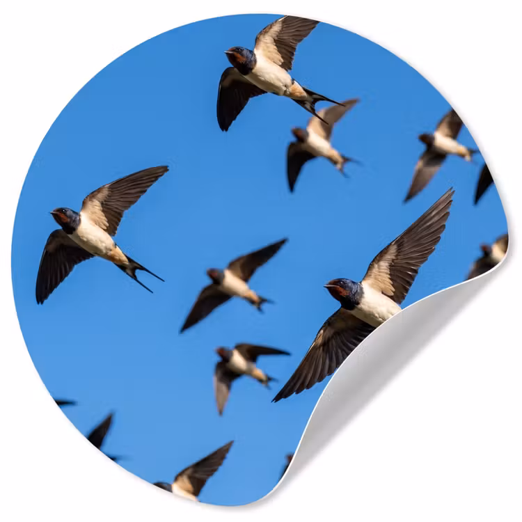 Zwaluwen - Vliegen - Blauw Wandcirkel behangsticker klein -3d