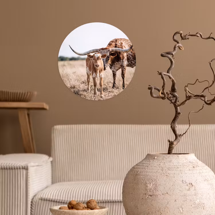 Texas Longhorn - Kalf - Weide - Dieren Wandcirkel behangsticker klein -sfeer1