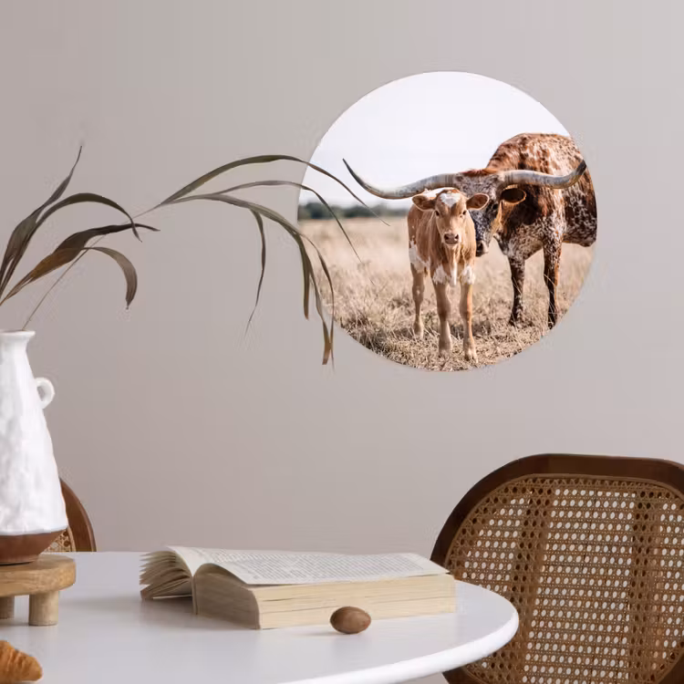 Texas Longhorn - Kalf - Weide - Dieren Wandcirkel behangsticker klein -sfeer3