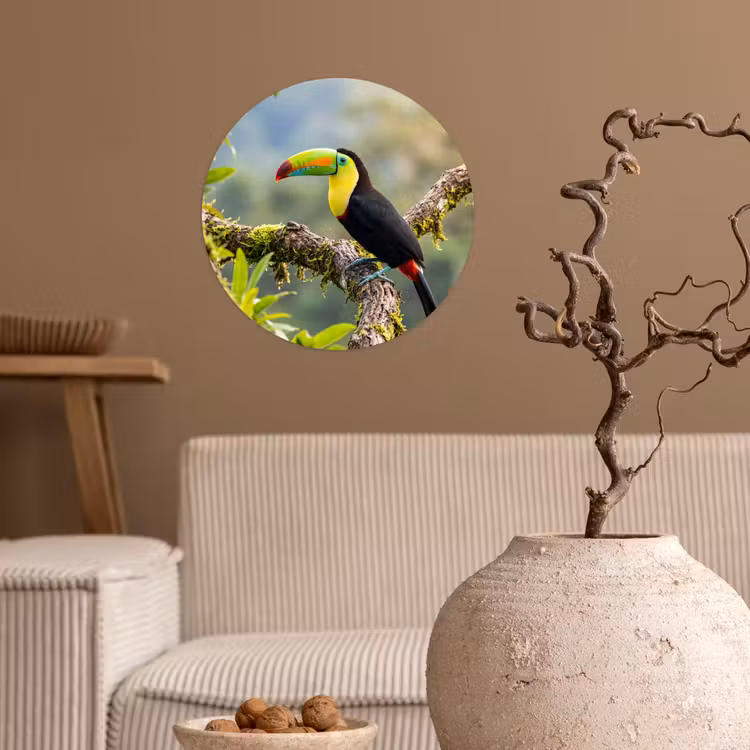 Toekan - Jungle - Natuur - Kleurrijk Wandcirkel behangsticker klein -sfeer1