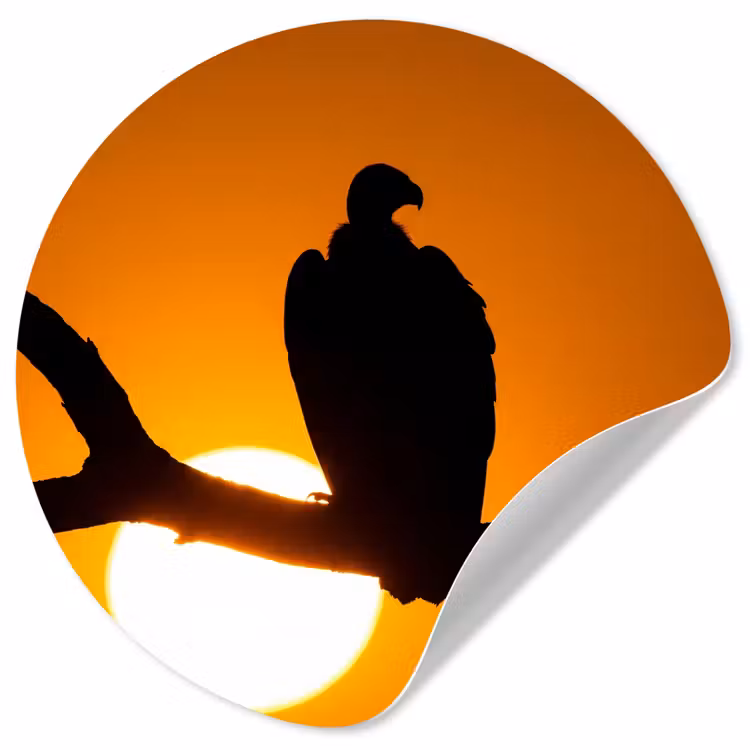 Gier - Tak - Zon - Oranje Wandcirkel behangsticker klein -3d