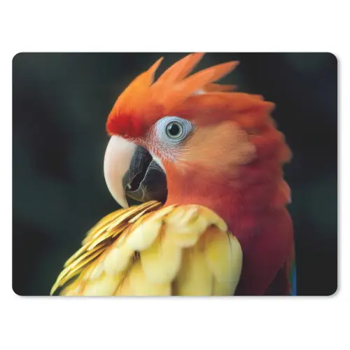 Close-up - Papegaai - Veren - Oranje muismat rubber klein -3d