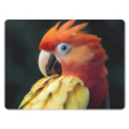 Close-up - Papegaai - Veren - Oranje muismat rubber klein -3d