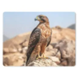 Valk - Vogel - Rots - Macht muismat rubber klein -3d