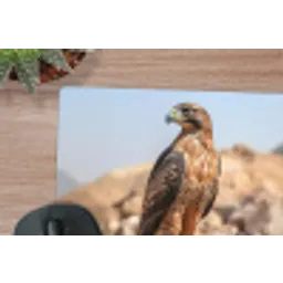 Valk - Vogel - Rots - Macht muismat rubber klein -closeup