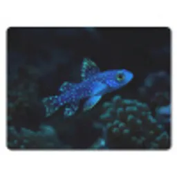 Vis - Stippen - Koraal - Blauw muismat rubber klein -3d