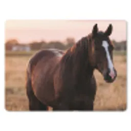 Paard - Zonsondergang - Bruin muismat rubber klein -3d
