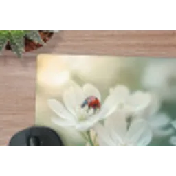 Lieveheersbeestje - Bloemen - Wit muismat rubber klein -closeup