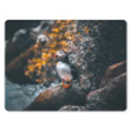 Papegaai - Vogel - Rots - Wit muismat rubber klein -3d