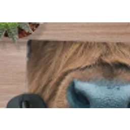 Schotse hooglander - Neus - Bruin muismat rubber klein -closeup