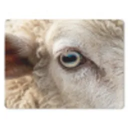 Schaap - Oog - Wit muismat rubber klein -3d
