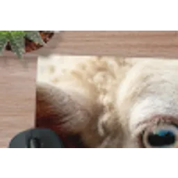 Schaap - Oog - Wit muismat rubber klein -closeup